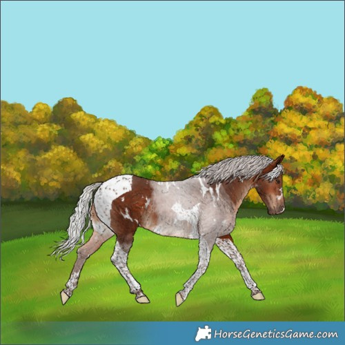 Horse Color:White Spotted Silver Bay Tobiano