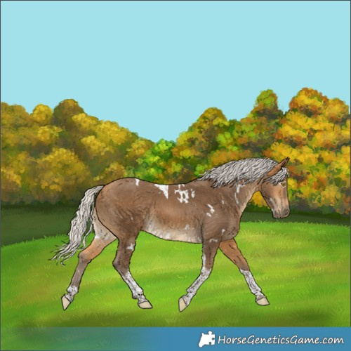 Horse Color:White Spotted Silver Buckskin Tobiano