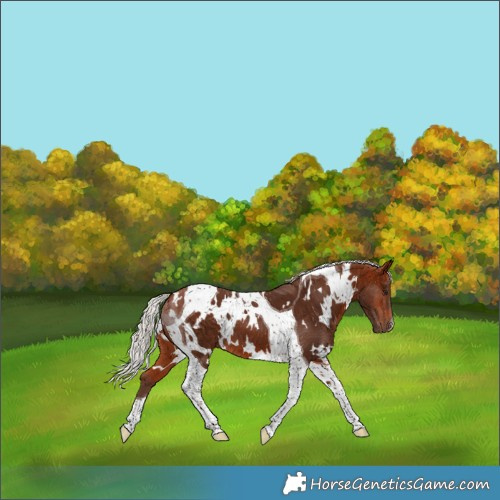 Horse Color:White Spotted Silver Bay Tobiano