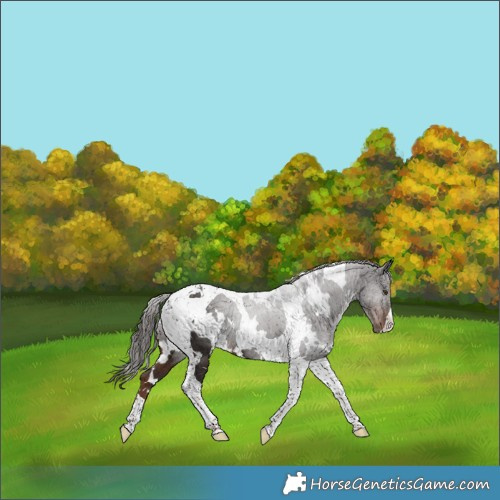 Horse Color:White Spotted Liver Chestnut Tobiano