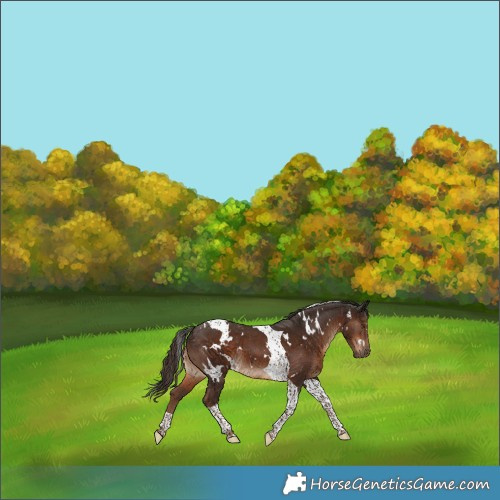 Horse Color:White Spotted Liver Chestnut Tobiano