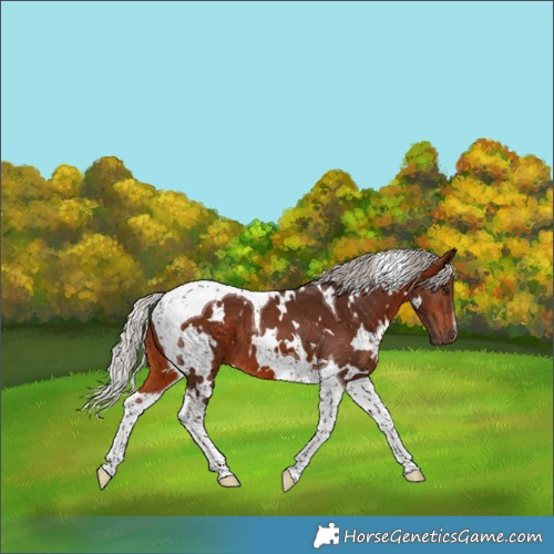 Horse Color:White Spotted Silver Bay Tobiano