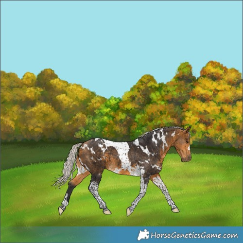 Horse Color:White Spotted Silver Buckskin Tobiano 