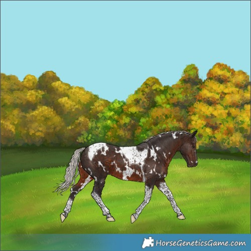Horse Color:White Spotted Silver Brown Tobiano 