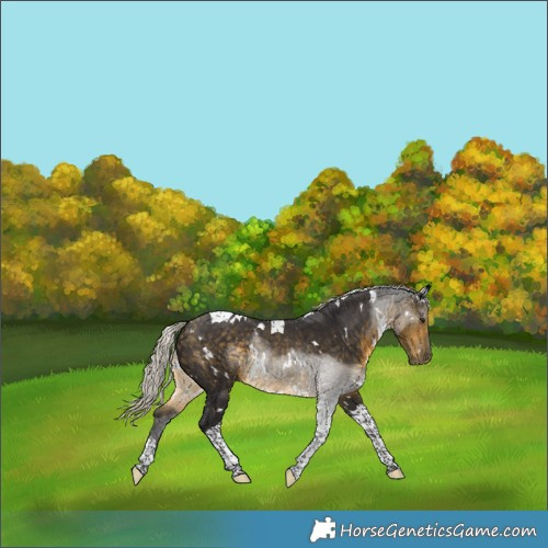 Horse Color:White Spotted Silver Buckskin Tobiano Rabicano