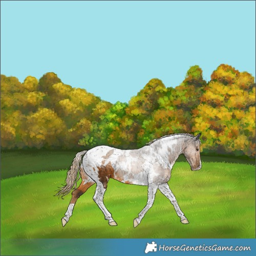 Horse Color:White Spotted Chocolate Palomino Tobiano Rabicano 