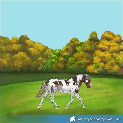 Horse Color:White Spotted Liver Chestnut Tobiano