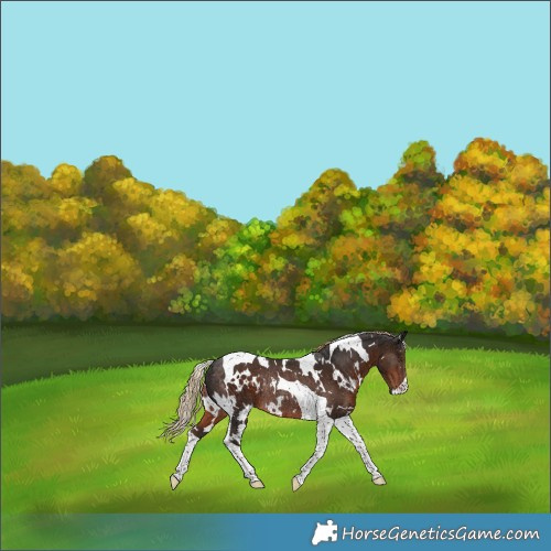 Horse Color:White Spotted Liver Chestnut Tobiano Rabicano