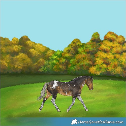 Horse Color:White Spotted Silver Buckskin Tobiano Rabicano
