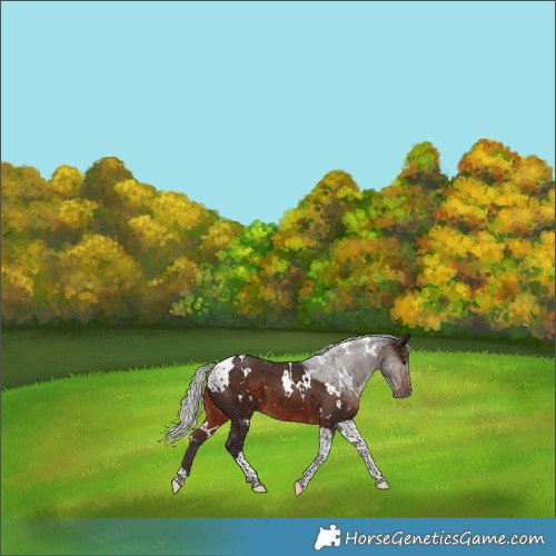 Horse Color:White Spotted Silver Brown Tobiano