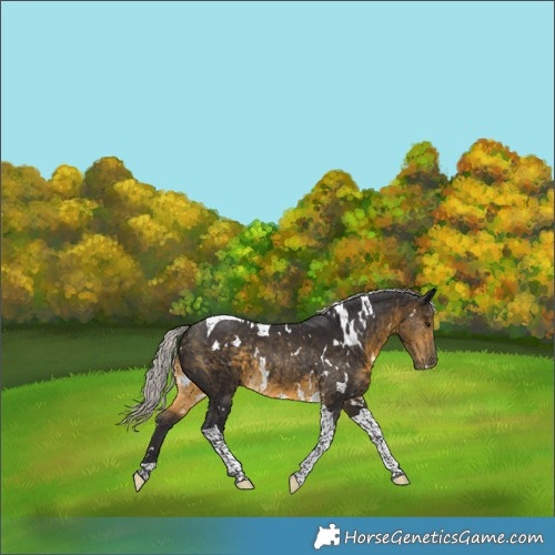 Horse Color:White Spotted Silver Buckskin Tobiano Rabicano