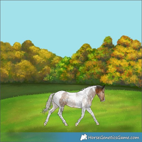Horse Color:White Spotted Chocolate Palomino Tobiano Rabicano