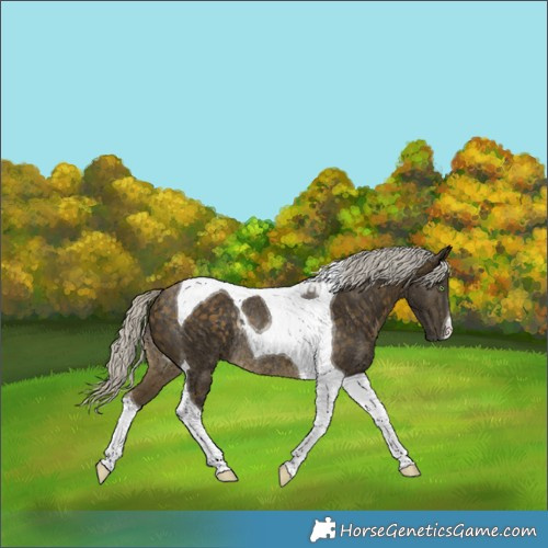 Horse Color:Silver Buckskin Tobiano Rabicano