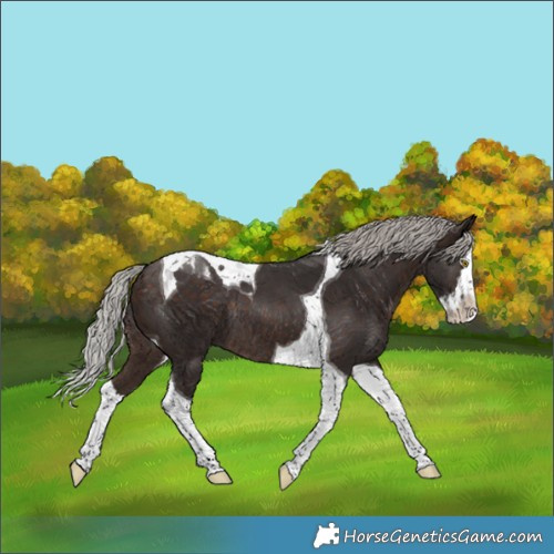 Horse Color:Silver Brown Splash Tobiano Rabicano 