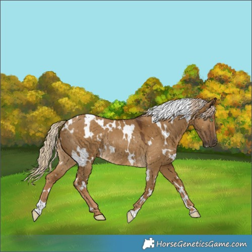 Horse Color:White Spotted Chocolate Palomino Dun Rabicano