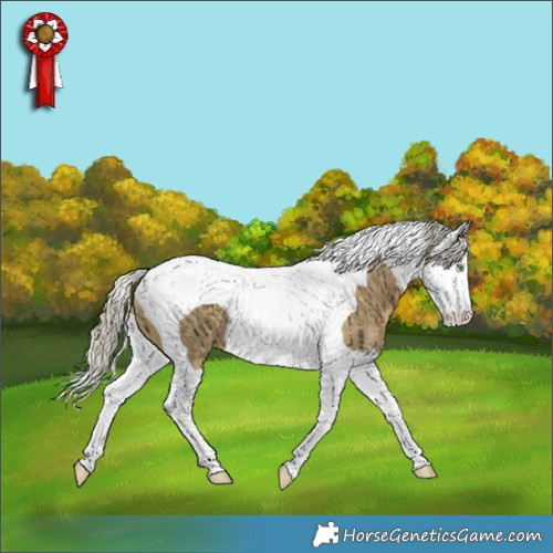 Horse Color:Silver Buckskin Dun Splash Tobiano Rabicano Brindle 