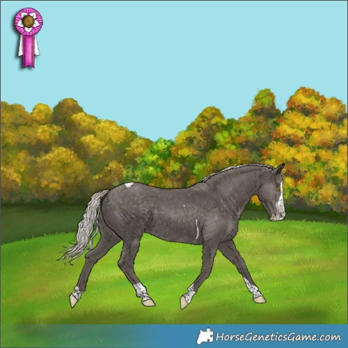 Horse Color:Silver Black Splash Tobiano Rabicano 