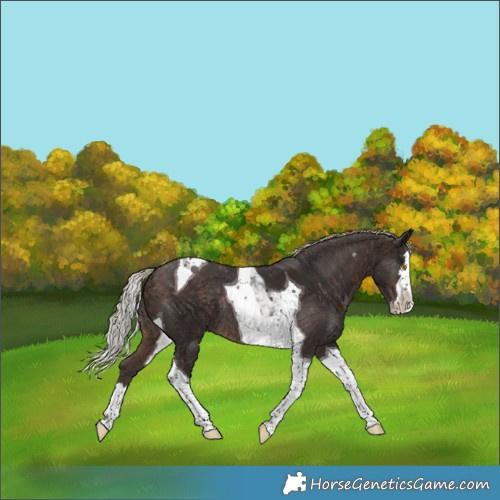 Horse Color:Silver Brown Splash Tobiano Rabicano