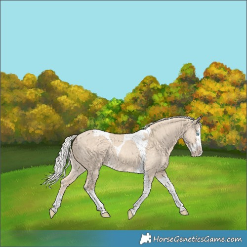 Horse Color:Silver Perlino Dun Splash Tobiano Rabicano