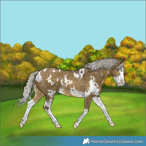 Horse Color:White Spotted Silver Buckskin Dun Splash Rabicano 