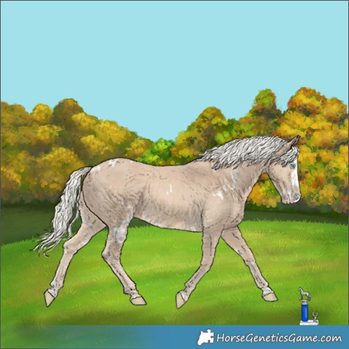 Horse Color:White Spotted Cremello Splash Rabicano