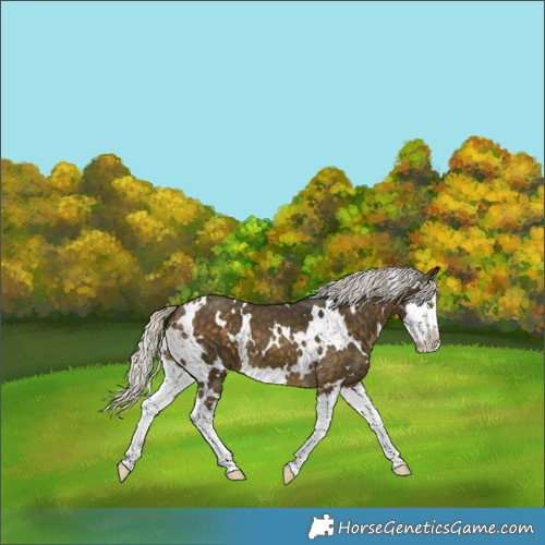 Horse Color:White Spotted Silver Buckskin Splash
