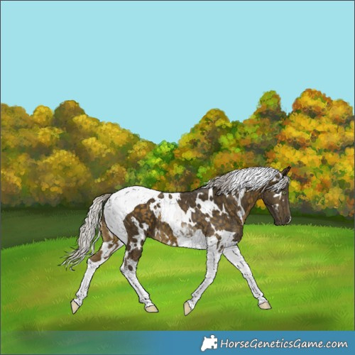 Horse Color:White Spotted Silver Buckskin Tobiano