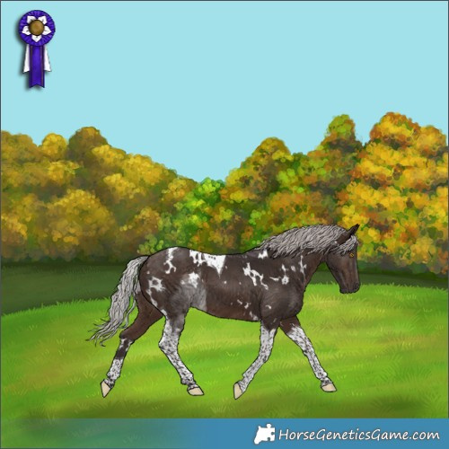 Horse Color:White Spotted Silver Bay Tobiano