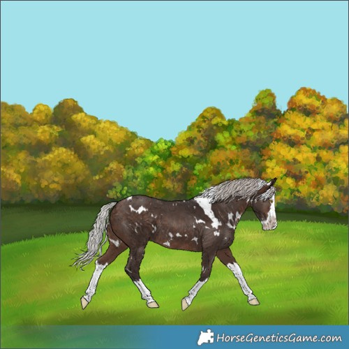 Horse Color:White Spotted Silver Bay Splash