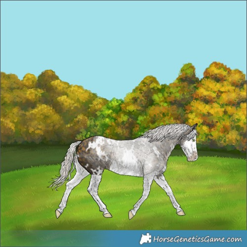 Horse Color:White Spotted Silver Buckskin Splash 