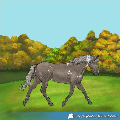 Horse Color:White Spotted Silver Smoky Grullo Rabicano Brindle