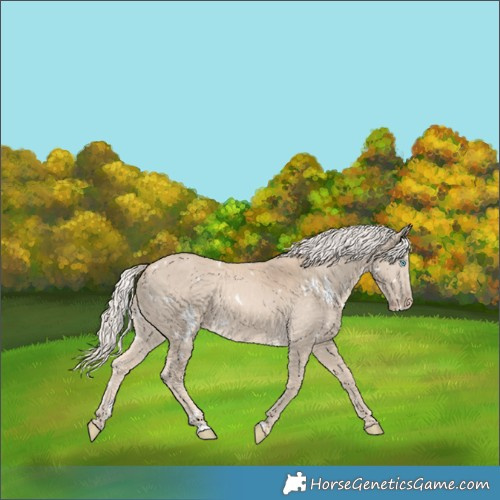 Horse Color:White Spotted Cremello Rabicano