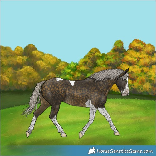 Horse Color:Silver Buckskin Splash Tobiano Rabicano