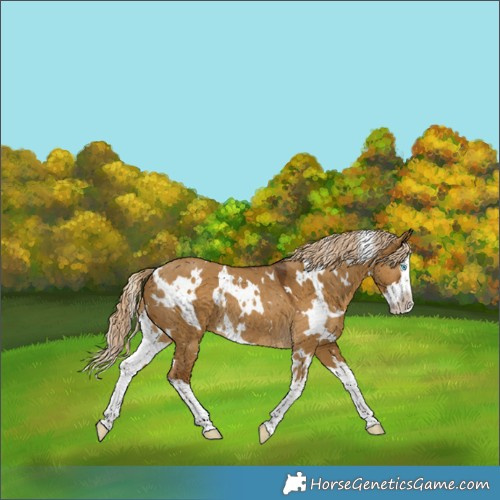 Horse Color:White Spotted Chocolate Palomino Dun Splash Rabicano 