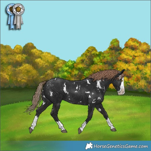 Horse Color:White Spotted Liver Chestnut Splash Rabicano