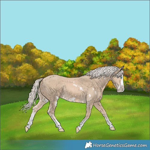 Horse Color:White Spotted Cremello Splash Rabicano 