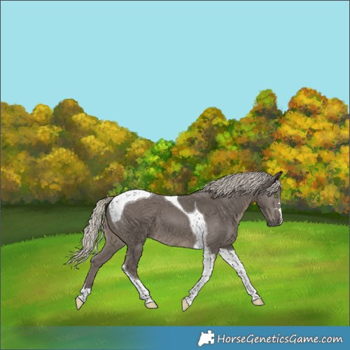 Horse Color:Silver Smoky Black Tobiano 