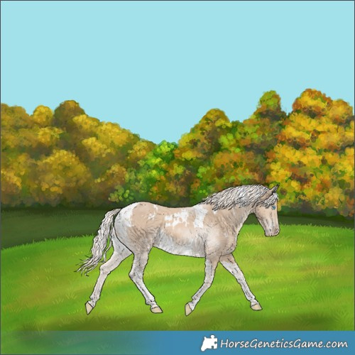 Horse Color:White Spotted Cremello Tobiano 