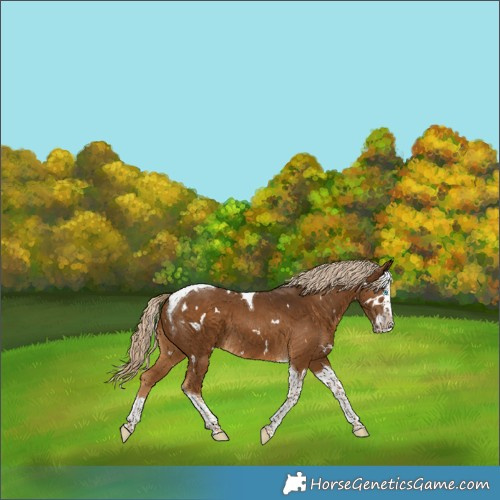 Horse Color:White Spotted Chocolate Palomino Splash Tobiano 