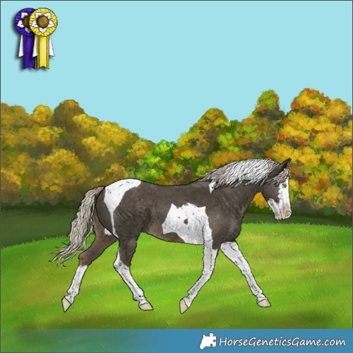 Horse Color:Silver Smoky Black Splash Tobiano 