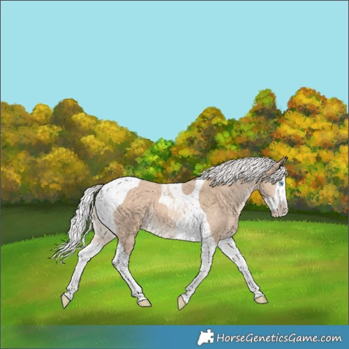 Horse Color:Silver Perlino Splash Tobiano 
