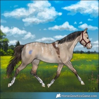 Horse Color:Powder White Bay Dun 