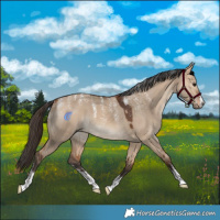 Horse Color:Powder White Bay Dun
