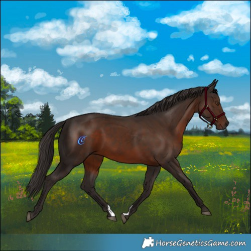 Horse Color:Liver Chestnut 