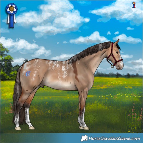 Horse Color:Powder White Bay Dun 