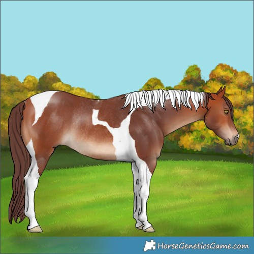 Horse Color:Chocolate Bay Tobiano Rabicano