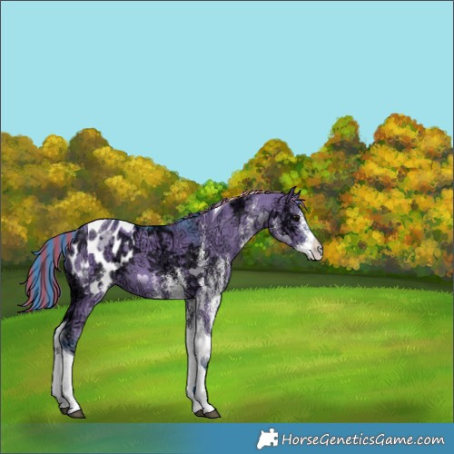 Horse Color:Painted Watercolor White Spotted Grullo Ice Tobiano Appaloosa 