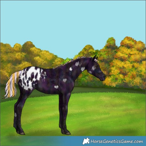 Horse Color:Painted Watercolor Midnight Palomino Ice Appaloosa 