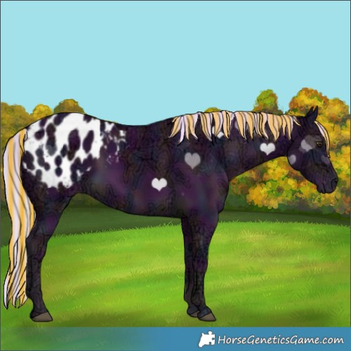 Horse Color:Painted Watercolor Midnight Palomino Ice Appaloosa 