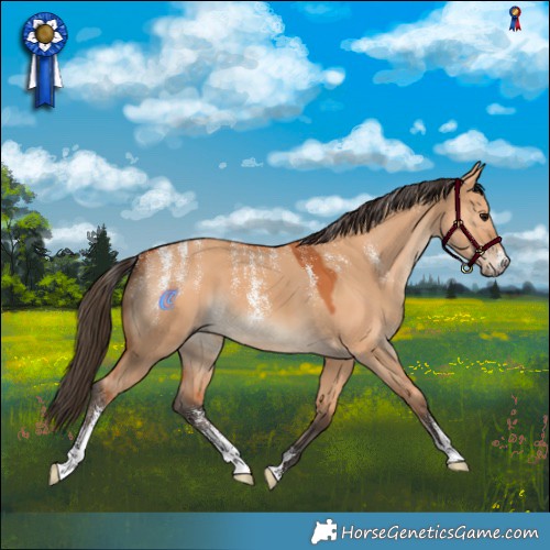 Horse Color:Powder White Bay Dun 